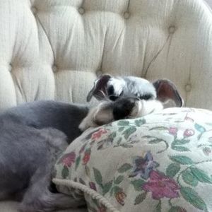 Meet your Posher, Max